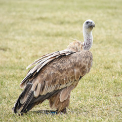 Vulture