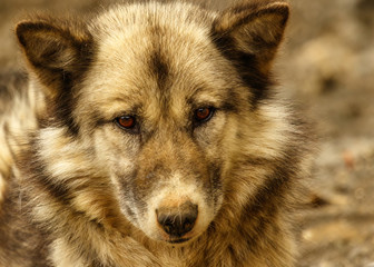 Very serious Greenland Sled Dog