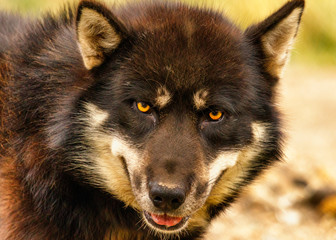 Eye Contact with Greenland Sled Dog