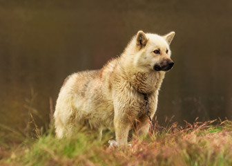 Handsome Greenland Sled Dog