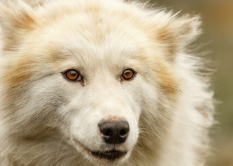 Greenland Sled Dog