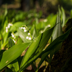 Obraz premium Bubbles flower in Misty forest at majestic sunrise evening. Convallaria majalis and tree covered with moss vintage effect look