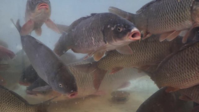 Live fish floating in a fish store aquarium