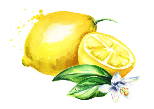 Fresh Lemon  Fruit With Flower And Leaves Composition. Watercolor Hand Drawn Illustration