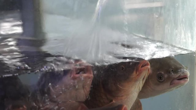 Live fish floating in a fish store aquarium