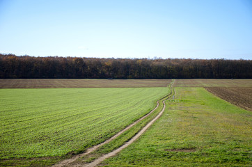 Gravel road to forest during sunny autumn