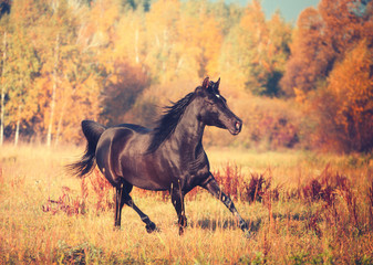 Black Arabian horse runs on the trees and sky background in autumn