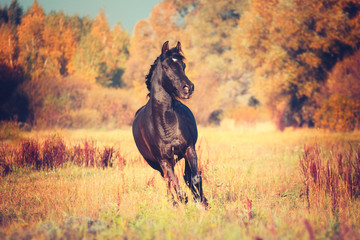 Black Arabian horse runs on the trees and sky background in autumn