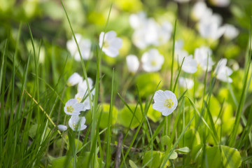 Spring flowers of hare cabbage