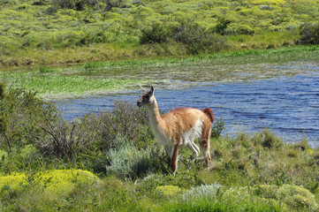 Guanaco à côté d'un étang - 3