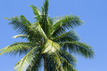 Obraz premium Fluffy palm tree crown on sunny blue sky background. Palm tree crown with green leaf on sky.