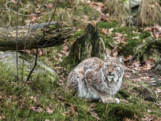 Eurasian lynx, Lynx lynx, sitting in green winter forest