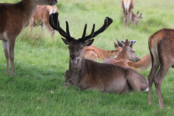 Stag