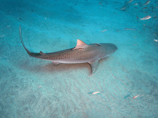 Tiger Shark (Florida)