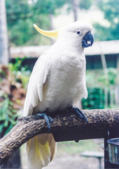 cacatua kakatoa kakatua