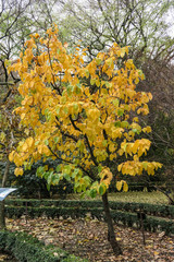 Quince Tree in autumn 1.
