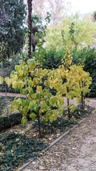 Fototapeta na wymiar Quince Tree in autumn 2.