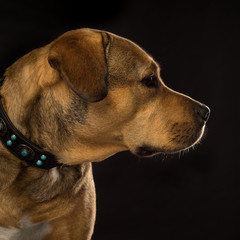 Portrait of a Rottweiler mix dog on a black background