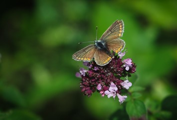 Obraz na płótnie Canvas Gatekeeper Butterfly
