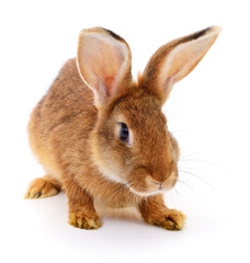 Brown rabbit on white.