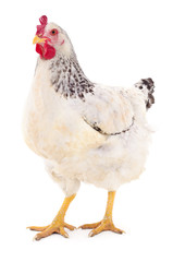 White hen isolated.