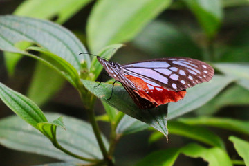 Butterfly on leaves