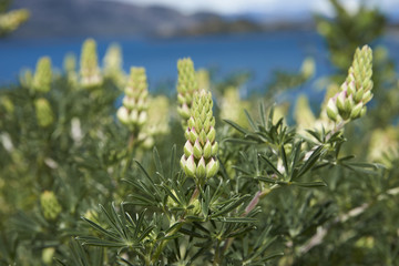 Flowering lupin bushes along the Carretera Austral next to the azure blue waters of Lago General Carrera in Patagonia, Chile