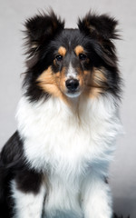 Sheltie-Rüde im Alter von 6 Monaten