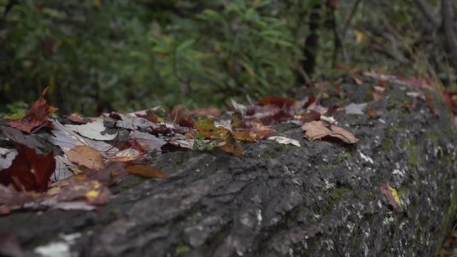 leaves falling on a log