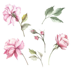 Set of flowers roses. Hand draw watercolor illustration