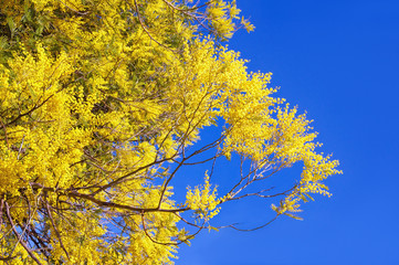 Springtime. Branches of flowering  Acacia dealbata (mimosa) against  blue sky. Free space for text