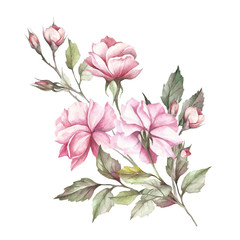 The image of a rose.Hand draw watercolor illustration