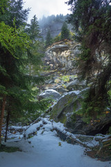 forest
