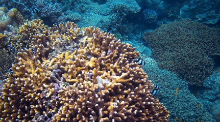 Naklejka na ściany i meble Coral and fish in sunlight. Undersea perspective landscape photo.