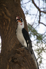 Von der Decken's Hornbill