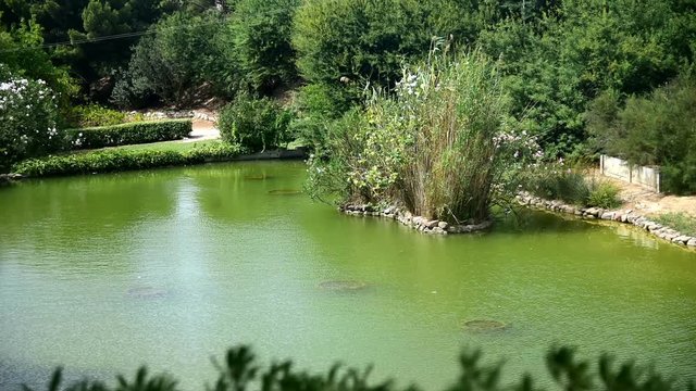 Ducks swimming in a public park pond