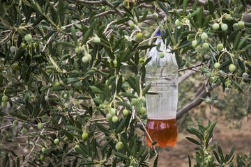 Ecological olive fly trap, plastic bottle with bait for insects hanging on olive branch