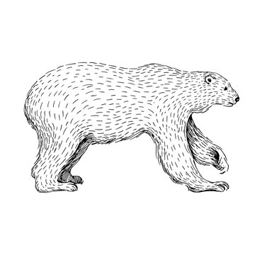Sketch line art drawing of polar bear. Black and white vector illustration. Cute hand drawn animal.
