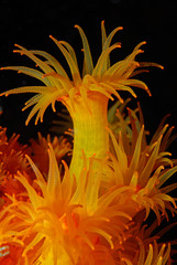 Astroides calycularis, coral naranja, coral estrellado