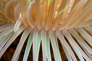 Cerianthus membranaceus , pólipo © JCMorenoR