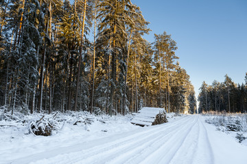 Winter landscape, beautiful forest in a winter coat, snow-covered trees and road. Winter afternoons in Bialowieza National Park.
