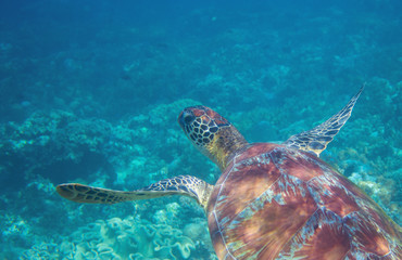 Green sea turtle in tropical seashore underwater. Tropical nature of exotic island.
