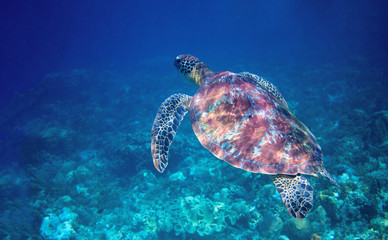 Sea turtle swims in blue sea water. Wild green sea turtle closeup.