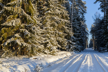 Winter landscape, beautiful forest in a winter coat, snow-covered trees and road. Winter afternoons in Bialowieza National Park.
