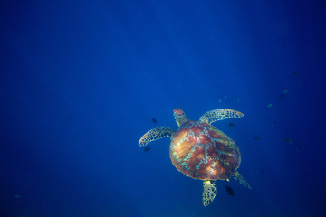 Wild sea turtle and blue sea abyss. Sea tortoise swims in deep blue ocean.