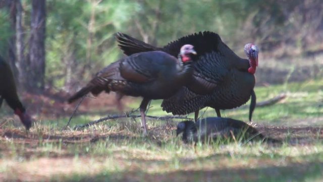 Wild Turkey Gobblers