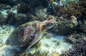 Green sea turtle on sea bottom underwater. Tropical nature of exotic island.
