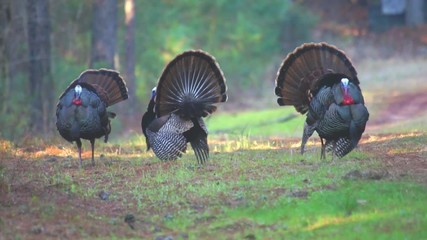 Wild Turkey Gobblers Strutting
