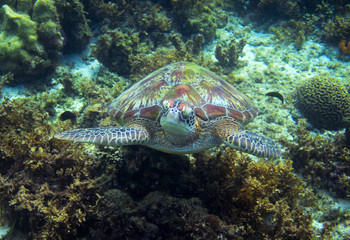 Fototapeta na wymiar Sea turtle portrait in wild nature. Tropical island seashore nature.