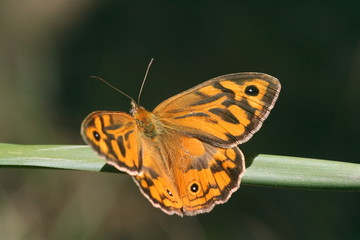 Butterfly 'Heteronympha merope'